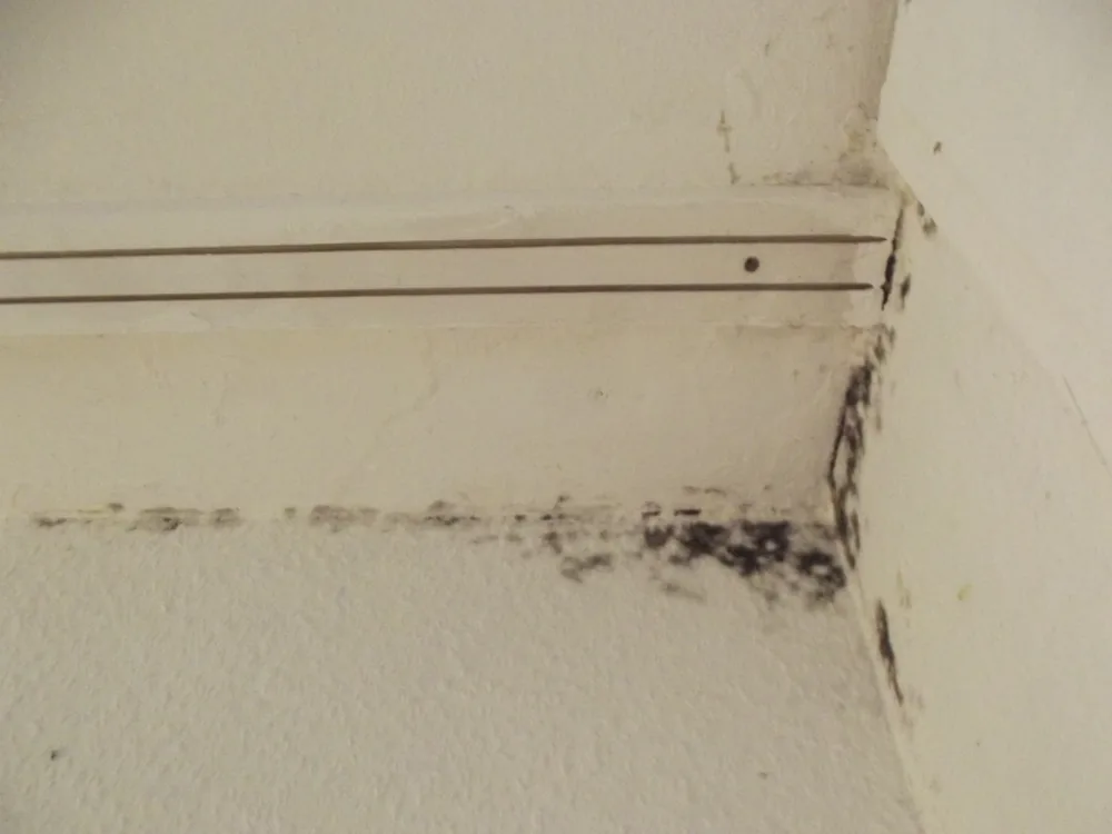 Technician in protective gear removing a mold-damaged wall in a Maquoketa home